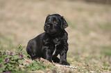 BRIARD 210